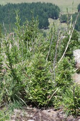 Bergbambos tessellata