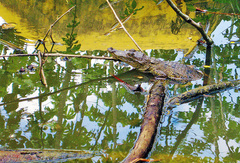 Crocodylus moreletii