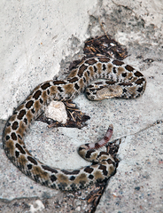 Crotalus ravus