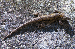Sceloporus grammicus