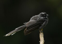 Rhipidura albicollis