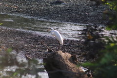 Ardea alba