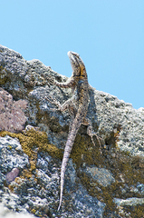 Sceloporus grammicus