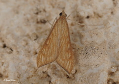 Antigastra catalaunalis