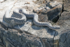 Crotalus pricei
