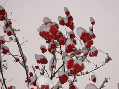 Sorbus aucuparia