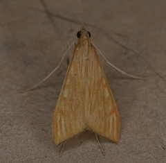 Antigastra catalaunalis