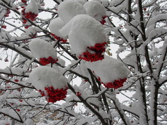 Sorbus aucuparia