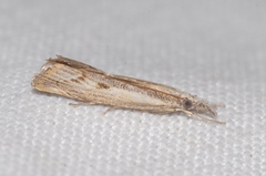 Agriphila geniculea