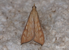 Antigastra catalaunalis