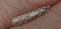 Agriphila geniculea