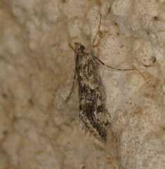 Cornifrons ulceratalis