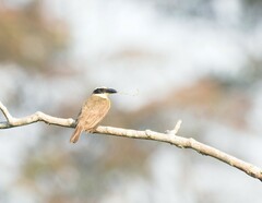 Megarynchus pitangua