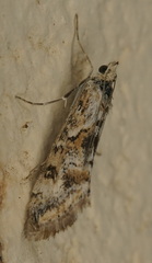 Cornifrons ulceratalis