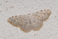 Scopula submutata