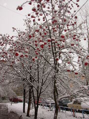 Sorbus aucuparia