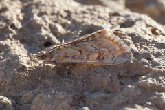 Cornifrons ulceratalis