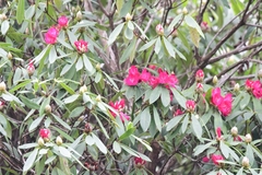 Rhododendron ponticum