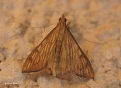 Antigastra catalaunalis