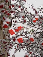 Sorbus aucuparia