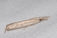 Agriphila geniculea