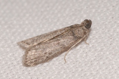Ectomyelois ceratoniae