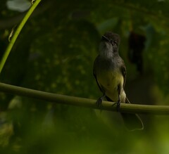 Myiarchus tuberculifer