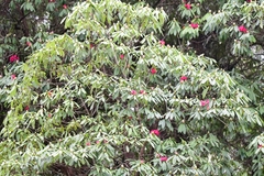 Rhododendron ponticum