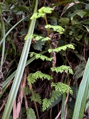 Asplenium rutifolium