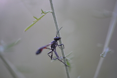 Ammophila sabulosa