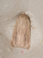 Mythimna congrua