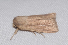 Mythimna congrua