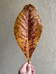 Terminalia catappa