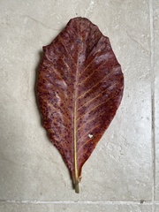 Terminalia catappa