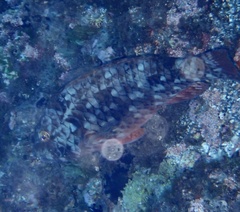 Sparisoma