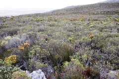 Adenandra gummifera
