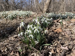 Galanthus nivalis