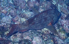 Sparisoma