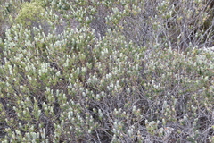 Adenandra gummifera