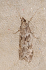 Eudonia angustea