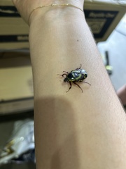 Chlorobapta frontalis