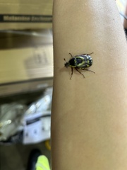 Chlorobapta frontalis