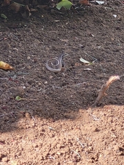 Leiocephalus cubensis