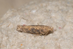 Scrobipalpa ocellatella