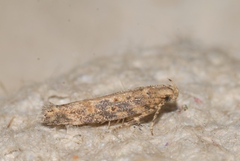 Scrobipalpa ocellatella