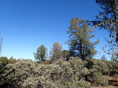 Arctostaphylos patula
