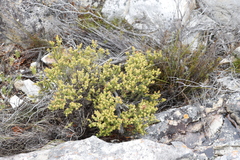 Penaea mucronata