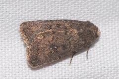 Caradrina germainii