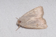 Caradrina kadenii