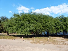 Prosopis caldenia